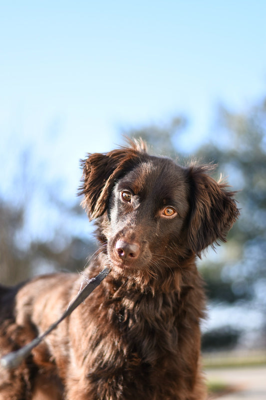 Explore the advantages of having a Hands-Free Leash