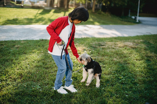 Tips for Very Effective Dog training with treats