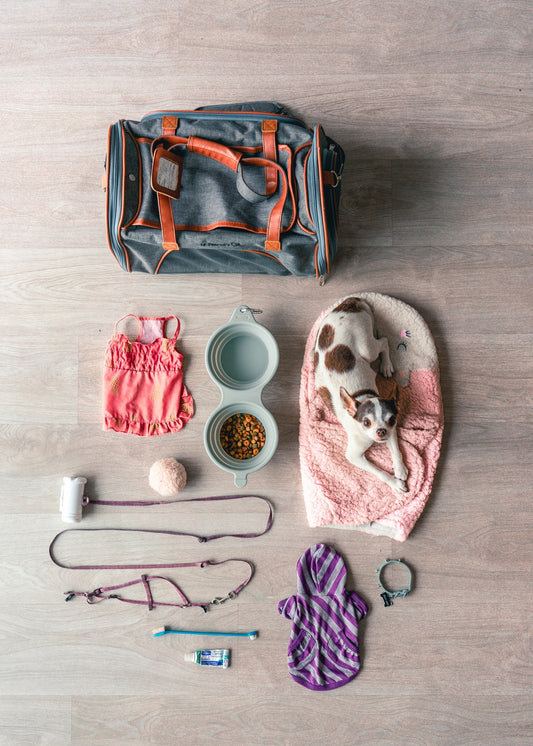 Life made easier with pet accessories