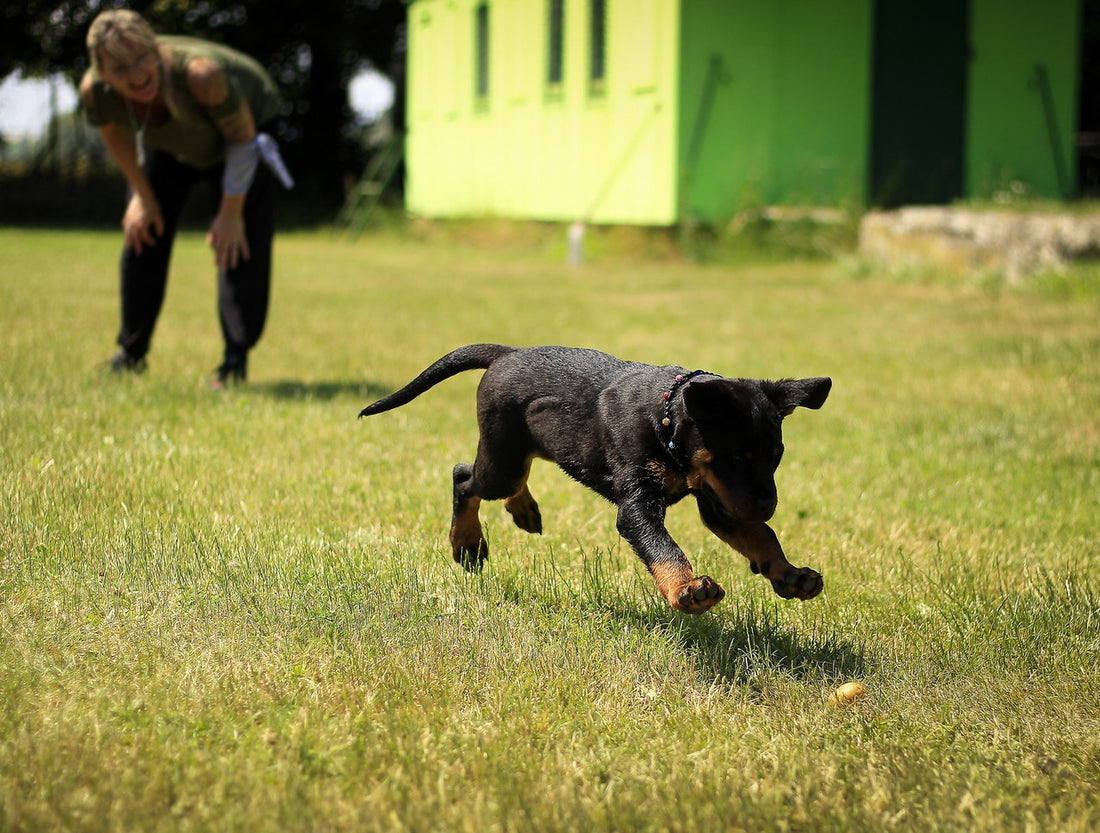 The Benefits of Dog Training According to Experts