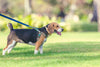 Know the Different Types of Leashes For Your Dog