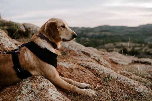 Should Your Dog Wear a Backpack?