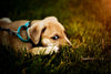 Explore the different types of leashes for your dog