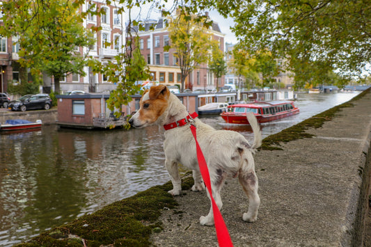 The ideal dog leash for your Cute Dog