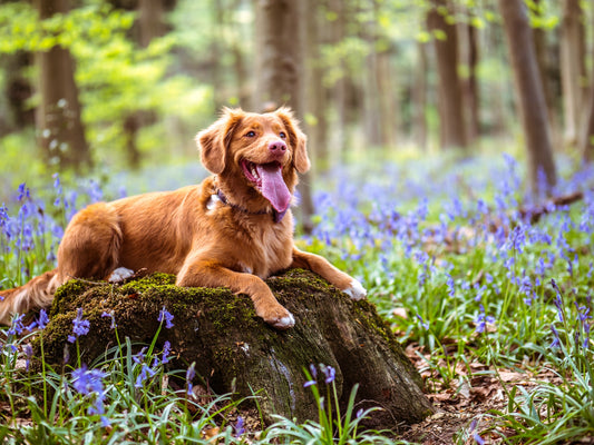 Essential Hiking Tips For You and Your Dog