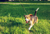How to Wash a Dog Leash – Find Out Here