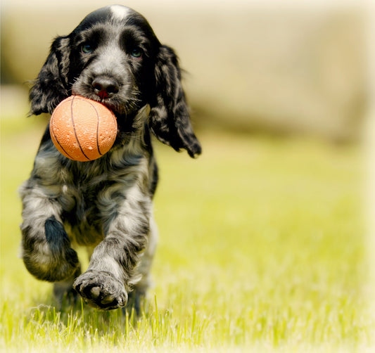 Why and How Positive Dog Training Works