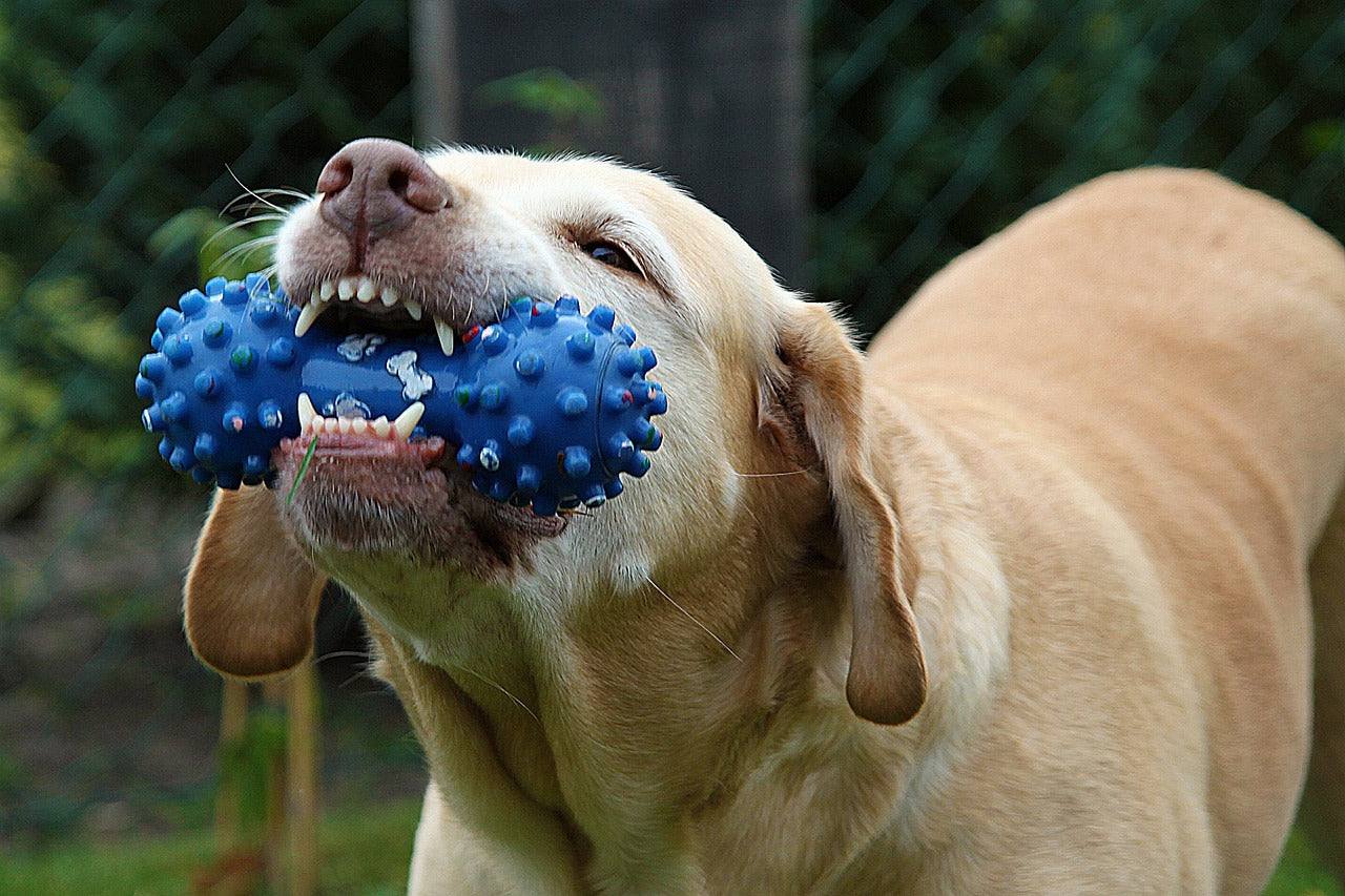 Why Your Dogs Shouldn t Play With Plastic Bottles ArtemisPaw