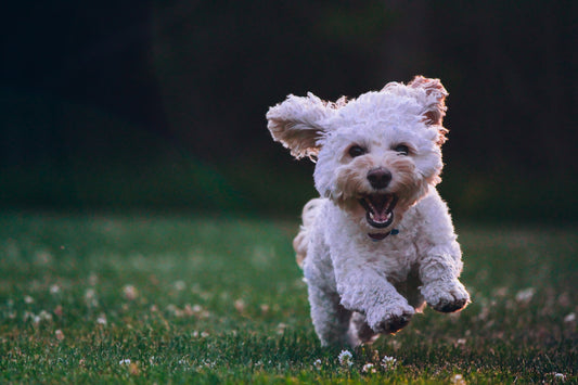 Techniques To Train Your Dogs