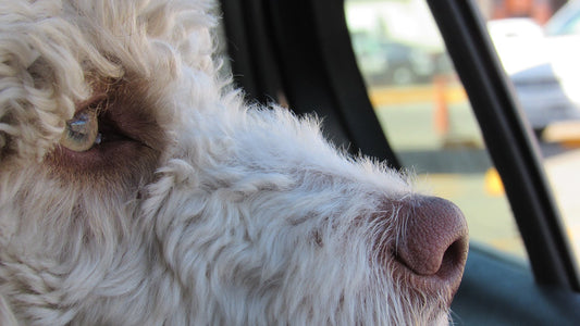 How To Treat Car Sickness In Dogs Naturally