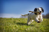 Activities that Can Reduce Dog Behavioral Problems
