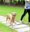 Pros and Cons of a Hands-free Leash