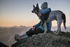 The Best Dog Backpack for Outdoors