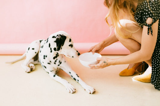 Feeding Them Right: Human Food fit for your Dog