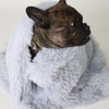 ArtemisPaw Plush Comfort - Ultra-Soft & Warm Dog Blanket