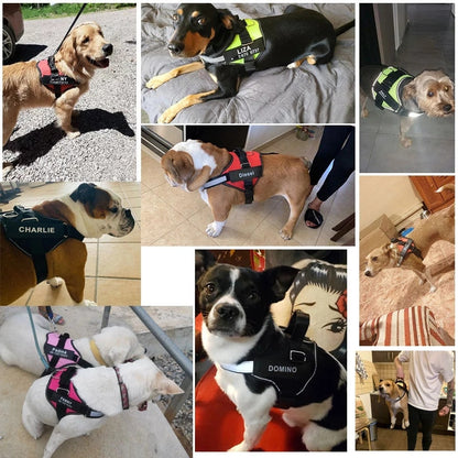 Customized NO PULL Dog Harness